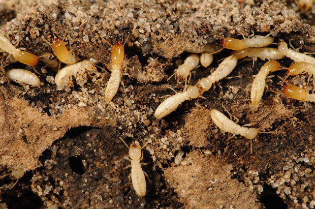 Soldier-biased gene expression in a termite implies indirect selection for defensiveness
