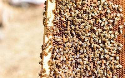 Gene-regulatory context of honey bee worker sterility