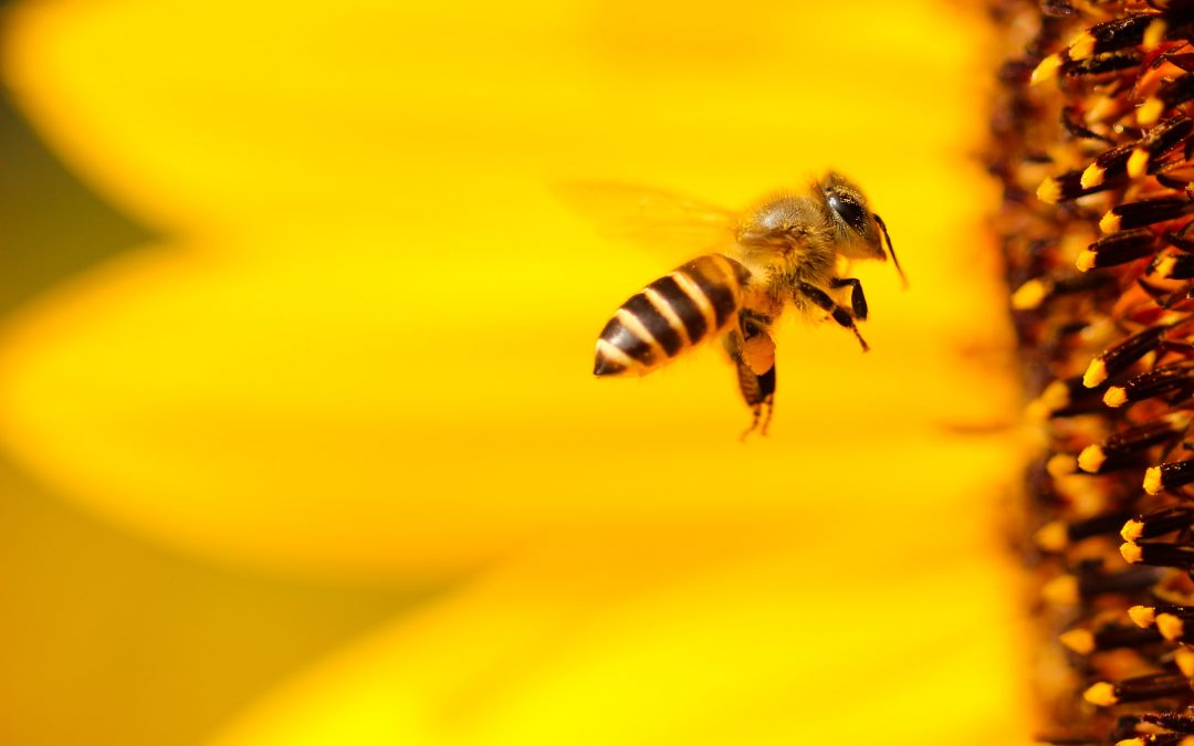 No Genetic Tradeoffs between Hygienic Behaviour and Individual Innate Immunity in the Honey Bee, Apis Mellifera