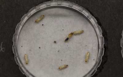 Caste-biased genes in a subterranean termite are taxonomically restricted: implications for novel gene recruitment during termite caste evolution