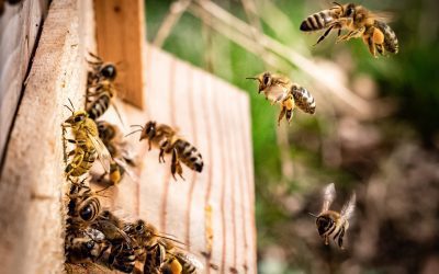 Lactobacillus spp. attenuate antibiotic-induced immune and microbiota dysregulation in honey bees